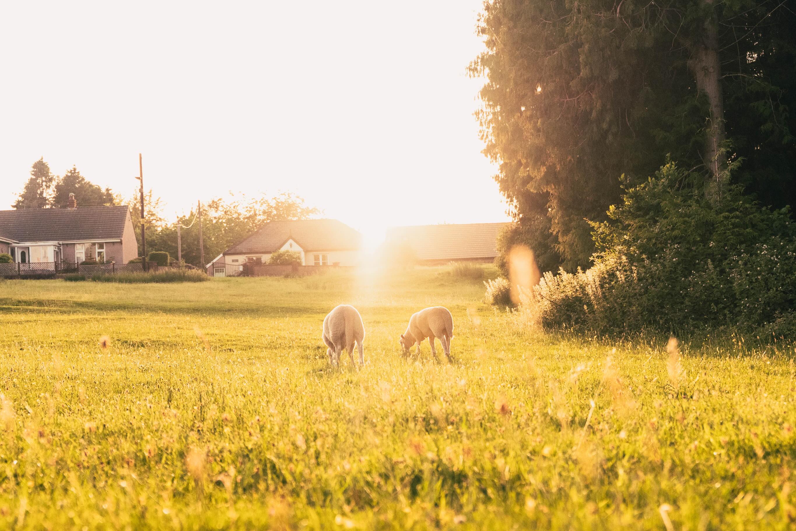 Sheep grazing in a golden sunset field